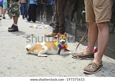 NEW YORK CITY - JUNE 30:  Cute dog wearing a rainbow collar attends the annual NYC LGBT Gay Pride March in Manhattan on June 30, 2013.