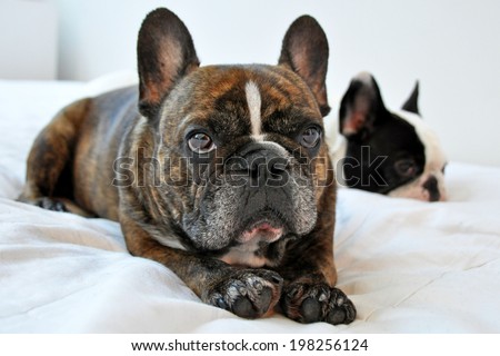 NEW YORK - JULY 2010:  Two adorable French Bulldogs rest comfortably together on a bed in New York City on July 3, 2010. The French bulldog is now America\'s 11th most popular purebred.