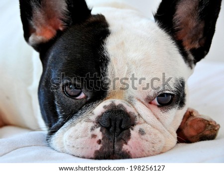 NEW YORK - JULY 2010:  An adorable pied colored French Bulldog resting comfortably on a bed in New York City on July 3, 2010. The French bulldog is now America\'s 11th most popular purebred.