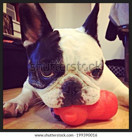 Instagram filtered image of a cute black and white pied French Bulldog in New York City.