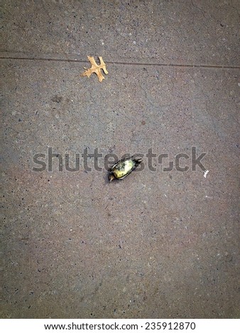 Dead bird next to Fall leaf on city sidewalk. Instagram filter used.