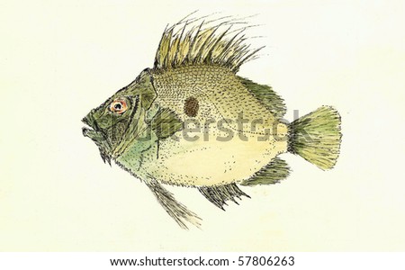 stock photo : John Dory Fish dory fish. stock photo : John Dory Fish