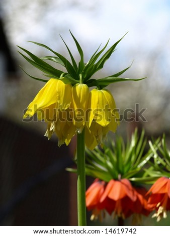 Yellow and red crown imperial to like details
