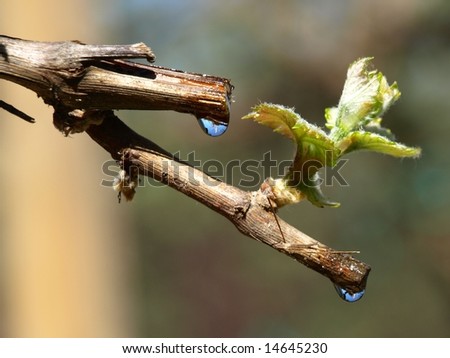 Reflection in drop of water on twig grape-vine