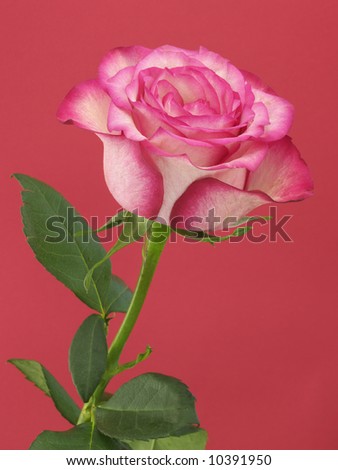 Pink rose with stem on pink background