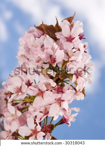 Branch of oriental cherry-tree with flowers in a garden