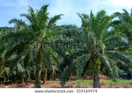 Palm oil tree