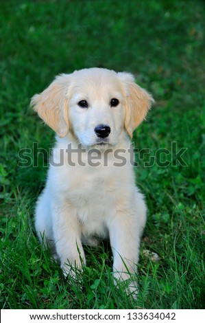 golden retriever puppy sitting on green grass