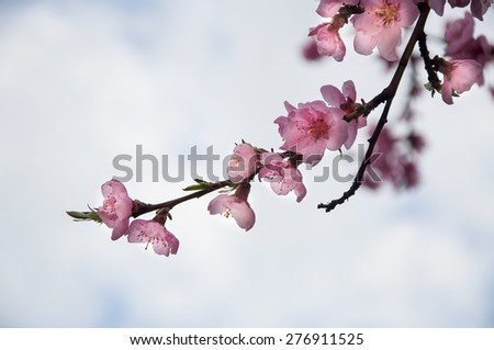 Pink japan cherry blossom on cloudy background