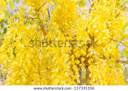 Fully yellow color of Golden flower or Cassia fistula with blue sky background. It is national flower of Thailand