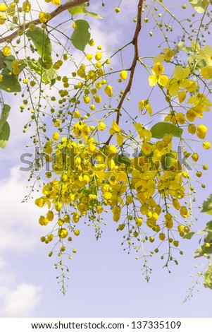 Golden flower or Cassia fistula with blue sky background. It is national flower of Thailand