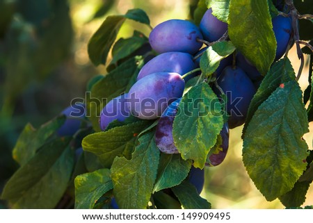 Plums on branch. Purple organic plums on branch