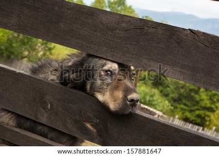 Dog behind the fence. Sad dog behind a wooden fence