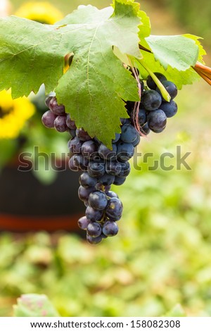 Red wine grapes. Large bunch of red wine grapes against barrel for wine. Nature background with Vineyard. Wine concept. Shallow DoF
