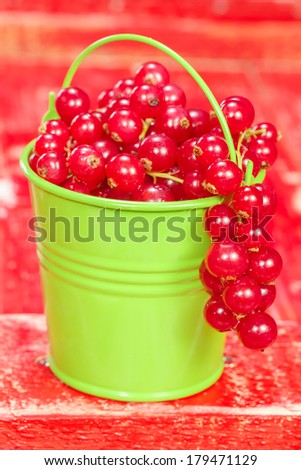 Red currants. Fresh harvested red currants  in small bucket. Macro, selective focus