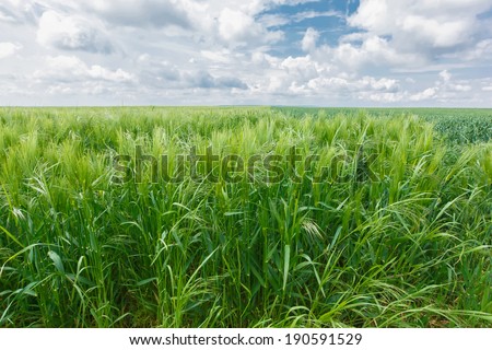 Oat Field.  Agricultural field with green oats in spring season. Spring landscape