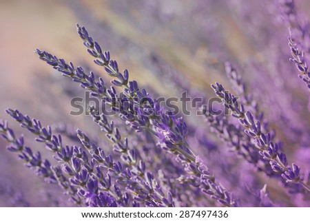 Lavender blossoms. Close up of lavender flower growing on field at sunset.  Done with vintage retro filter
