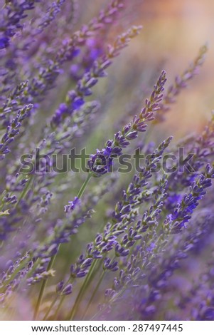 Lavender. Close up view of lavender at sunset Done with vintage retro filter