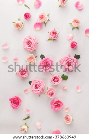 Roses and petals background. Roses and petals scattered on white background, overhead view