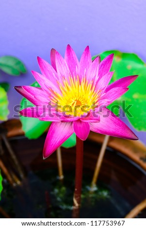 A SINGLE PURPLE LOTUS WITH YELLOW POLLEN AND LOTUS LEAF AT THE BACKGROUND