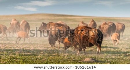 American Bison (Bison bison) Stampede - herd of American Bison run away causing dust cloud