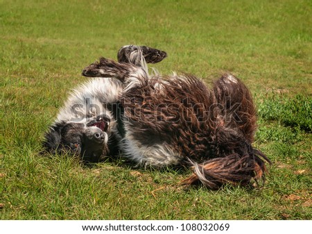 Ranch Dog (Border Collie) Rolls in the Grass - filthy working dog
