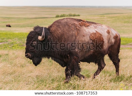 American Bison Bull (Bison bison) Walks By - Badlands National Park, South Dakota, USA