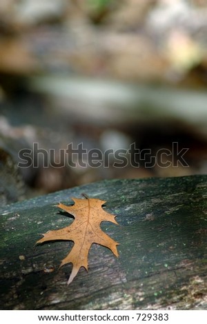 Oak Leaf on Log