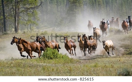 stock photo : Galloping Horse Herd