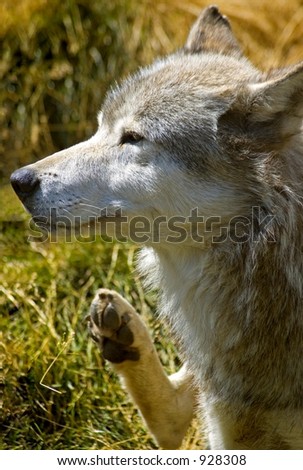 Itchy Timber Wolf (Canis lupus)