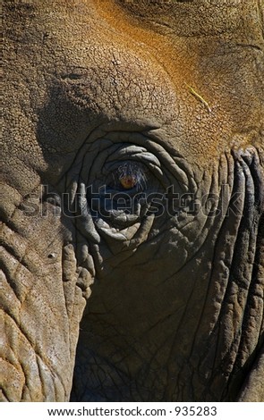Elephant Eye - \
