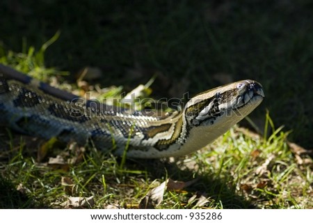 Dramatic Lighting Burmese Python (Python molurus bivittatus)