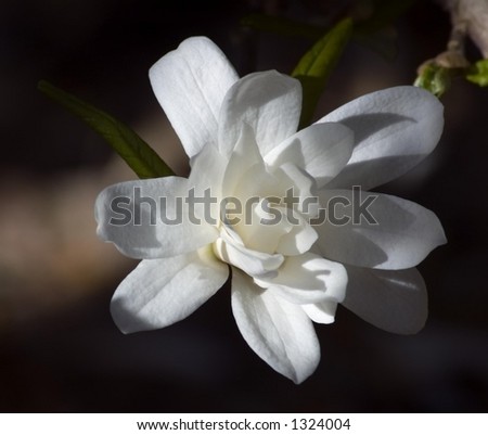 Dramatically lit Star Magnolia (Magnolia stellata) - \