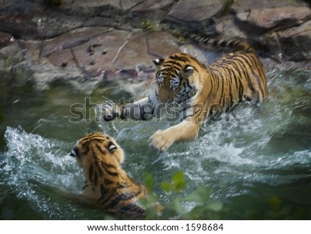 I'm Gonna Get You Tigers (Panthera tigris altaica) - Motion Blur and Panning