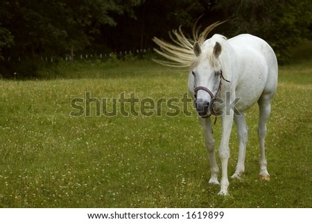 Tail Flick Arabian Horse