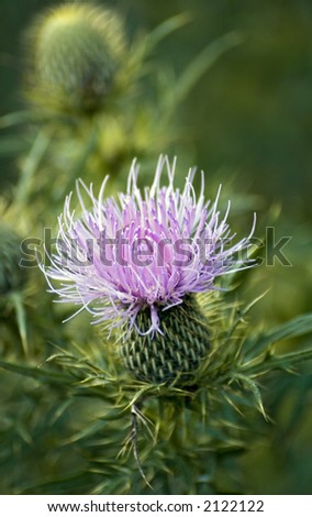 Bull Thistle (Cirsium vulgare) bloom with another thistle in background