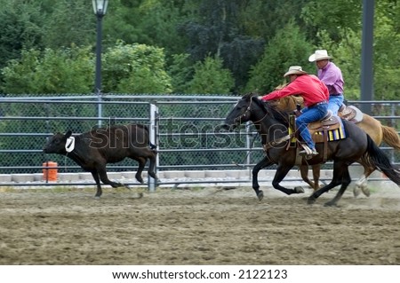 Chasing Down the Cow - Two cowboys at rodeo chase down wayward cow - panning and motion blur