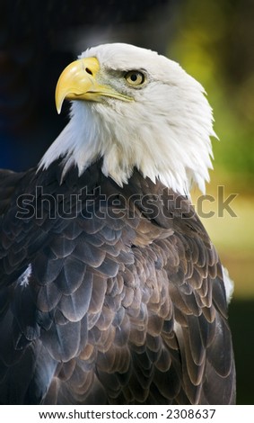 American Bald Eagle (Haliaeetus leucocephalus) looks over shoulder against dark background