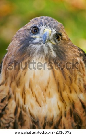 Fluffed up Red-tailed hawk (Buteo jamaicensis) looks up - focus on beak