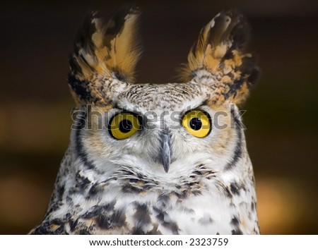 Startled Owl