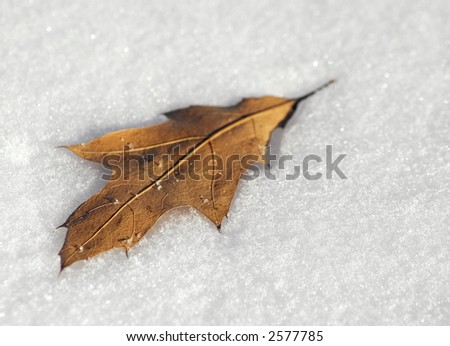 Dried up orange leaf sits on top of fresh snowfall - tight dof