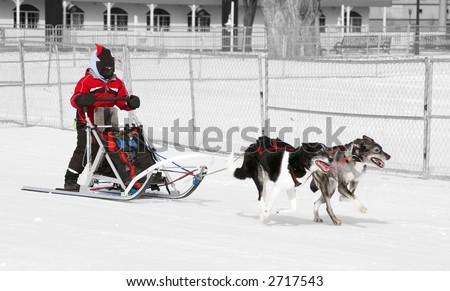 Young female musher and her dog team move past