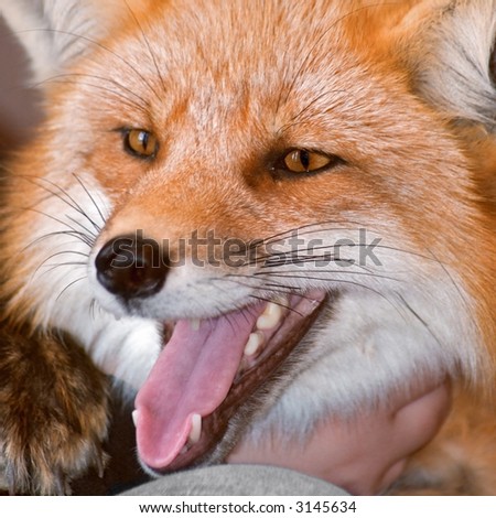 Эволюция.  - Страница 22 Stock-photo-close-up-red-fox-vulpes-vulpes-captive-animal-focus-on-eye-3145634