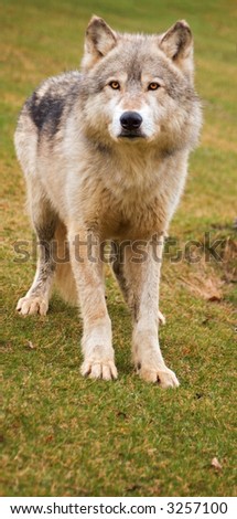Timber Wolf (Canis Lupus) stands looking out of image at viewer - captive animal
