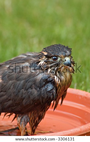 Female Merlin (Falco columbarius) takes a bath - captive bird