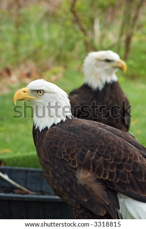 Two American Bald Eagles (Haliaeetus leucocephalus) - one out of focus in background - captive birds