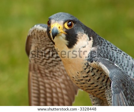 Peregrine Falcon (Falco peregrinus) with spread wings - captive bird