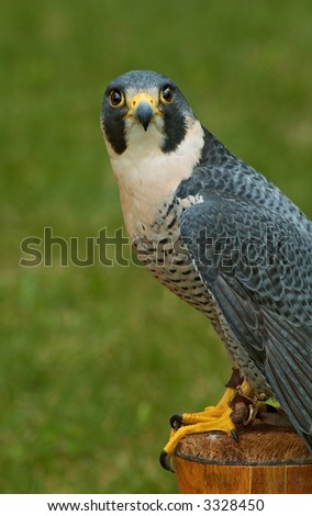 Peregrine Falcon (Falco peregrinus) looks up from perch - captive bird