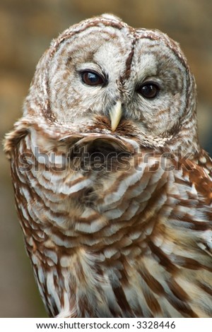 Barred Owl (Strix varia) looks at viewer - captive bird - feathers blowing in strong breeze