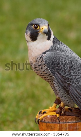 Peregrine Falcon (Falco peregrinus) looks back over shoulder from perched - captive bird